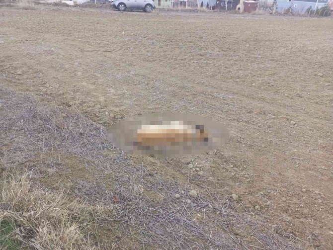 Çorum’da 2 Köpek Tüfekle Vurularak Öldürüldü