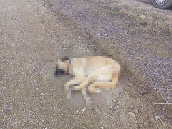 Çorum’da 2 Köpek Tüfekle Vurularak Öldürüldü
