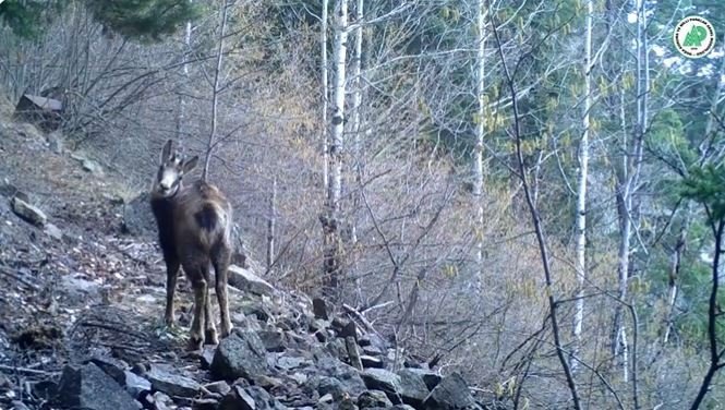 Yaban Hayatındaki Çeşitlilik Fotokapanlara Yansıdı
