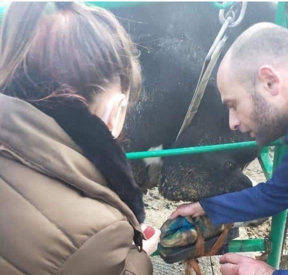 Liseli Öğrenciler Hayvancılığı Yerinde Öğrendi