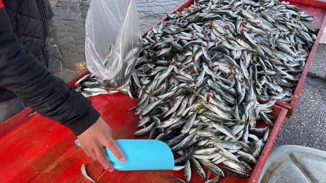 Denizlerden İstavrit Fışkırıyor