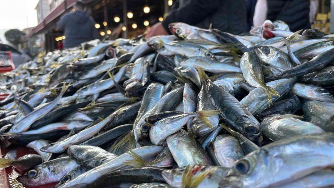 Denizlerden İstavrit Fışkırıyor