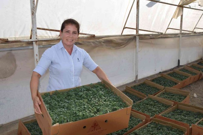 Sebze Fiyatında Son 3 Yılın En İyi Aralık Ayı