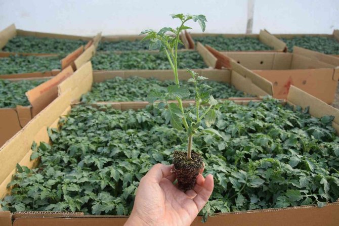 Sebze Fiyatında Son 3 Yılın En İyi Aralık Ayı