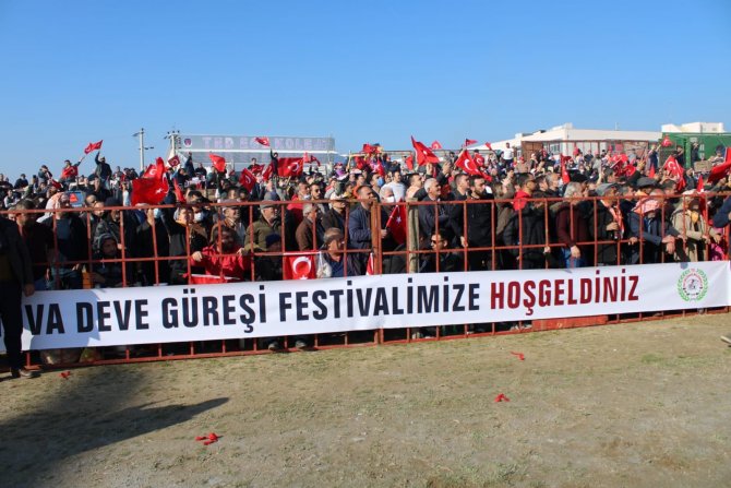 Yılın İlk Deve Güreşi İ̇ncirliova’da Yapıldı