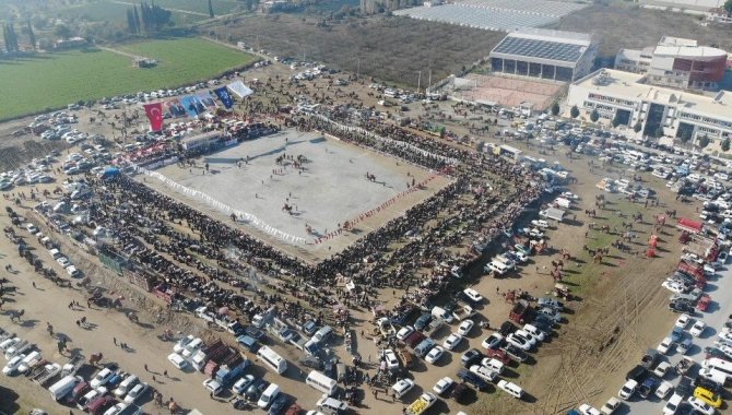 Yılın İlk Deve Güreşi İ̇ncirliova’da Yapıldı