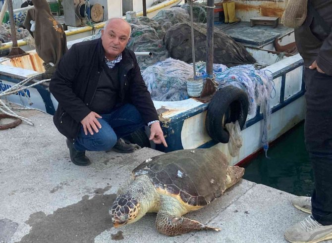Akdeniz’in Simgesi Bir Bir Ölüyor... İ̇ki Haftada İkinci Kez Bulundu