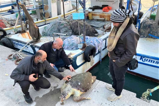 Akdeniz’in Simgesi Bir Bir Ölüyor... İ̇ki Haftada İkinci Kez Bulundu