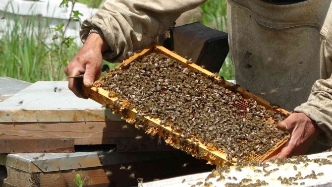 Uzmanı Uyardı: “Piyasada Hiç Arı Görmeden Üretilen Sahte Ballar Var”