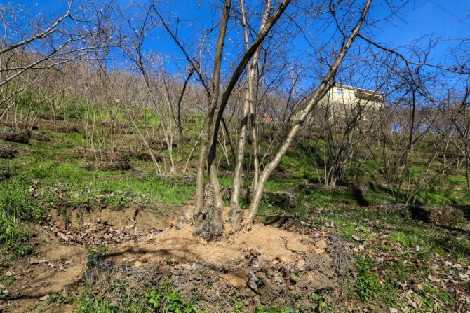 Fındık Bahçelerinde Cep Teras Uygulaması
