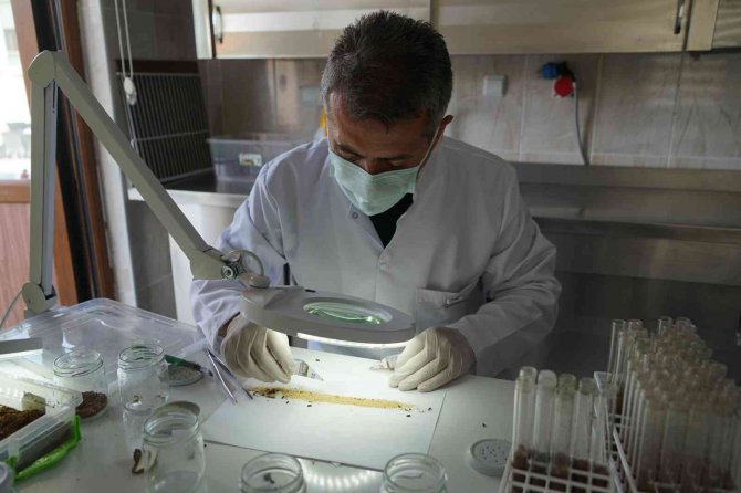Karadeniz Bölgesinde Kestane Ağaçlarını Yok Eden Gal Arısıyla Mücadele Başlıyor