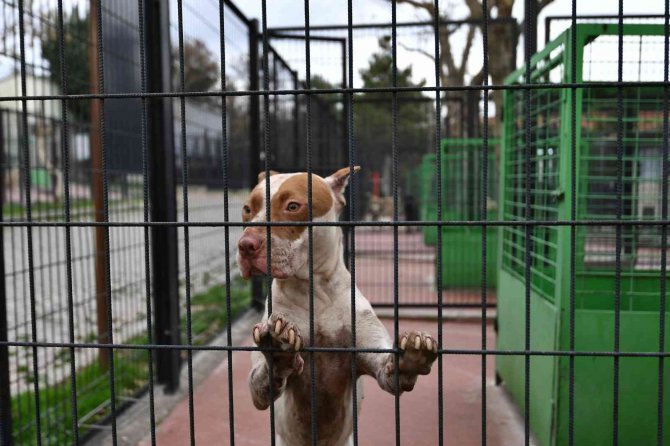 Sahipsiz Ve Yasaklı Köpekler Barınakta Koruma Altında