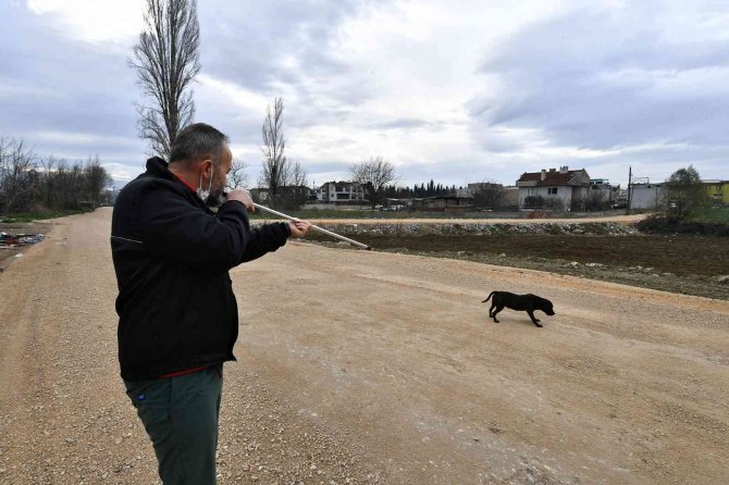 Sahipsiz Ve Yasaklı Köpekler Barınakta Koruma Altında