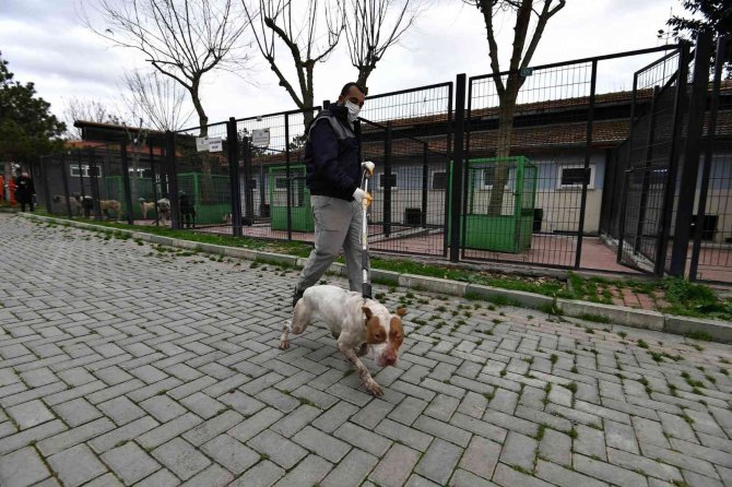 Sahipsiz Ve Yasaklı Köpekler Barınakta Koruma Altında