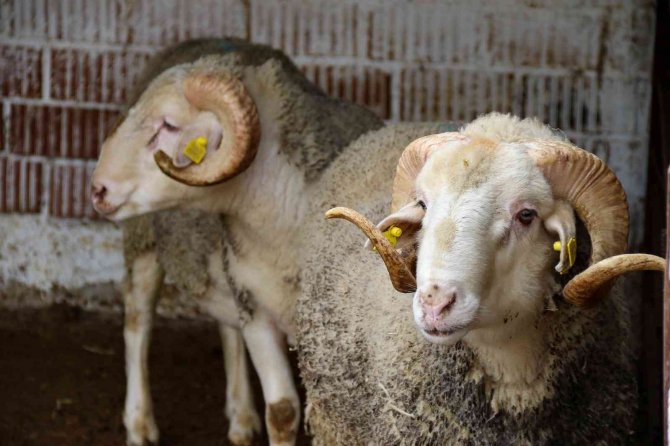 Dövizdeki Düşüş Üreticiyi Umutlandırdı