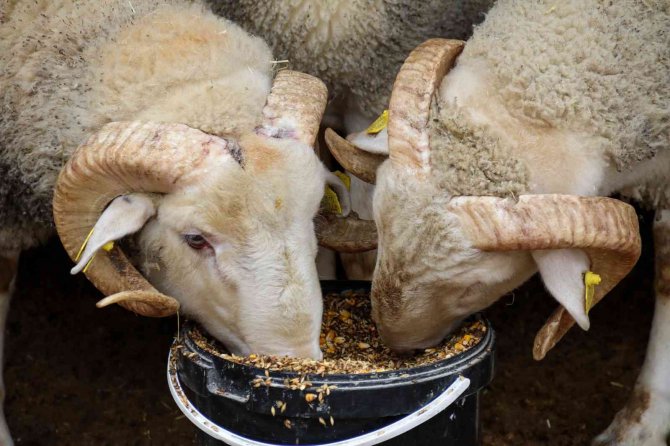 Dövizdeki Düşüş Üreticiyi Umutlandırdı