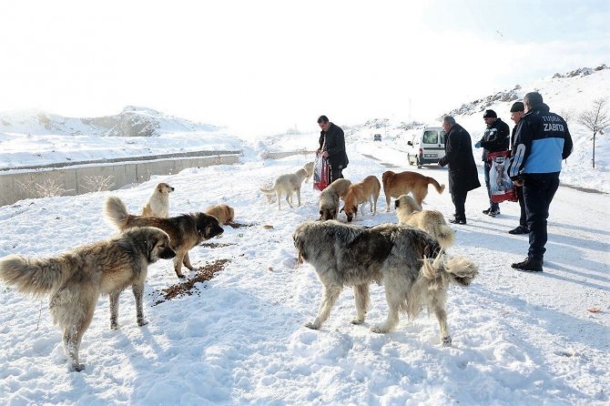 Van Yyü’deki Sokak Hayvanları Tuşba Belediyesine Emanet