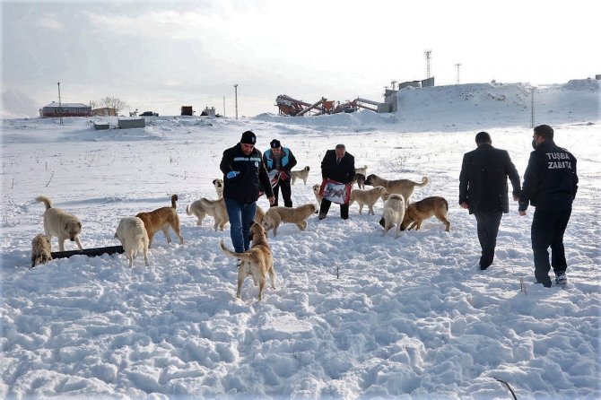 Van Yyü’deki Sokak Hayvanları Tuşba Belediyesine Emanet