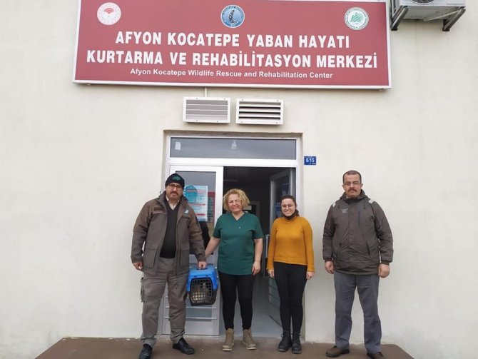 Şehitlikte Yaralı Halde Bulunan Tilki Tedavi Altına Alındı