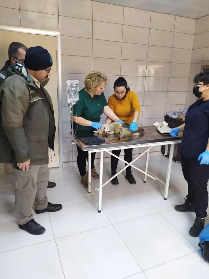 Şehitlikte Yaralı Halde Bulunan Tilki Tedavi Altına Alındı