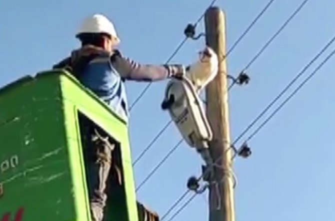 Bingöl’de 9 Metrelik Elektrik Direğinde Mahsur Kalan Kedi Kurtarıldı