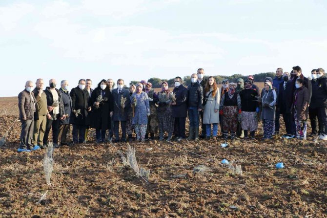 Troya Ören Yeri’ne Gelen Yerli Ve Yabancı Turistleri Lavanta Tarlaları Karşılayacak