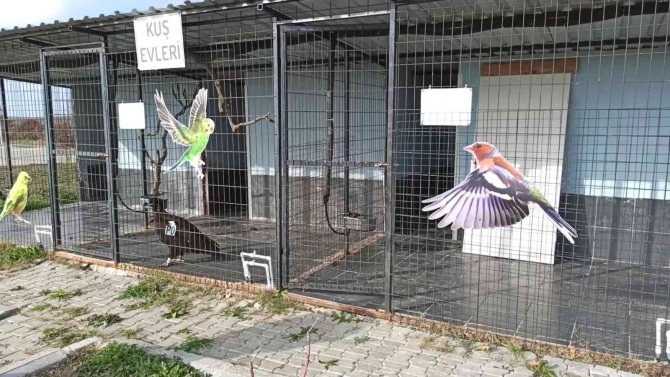 Yorgun Düşen Akbaba Keşan’da Tedavi Altına Alındı