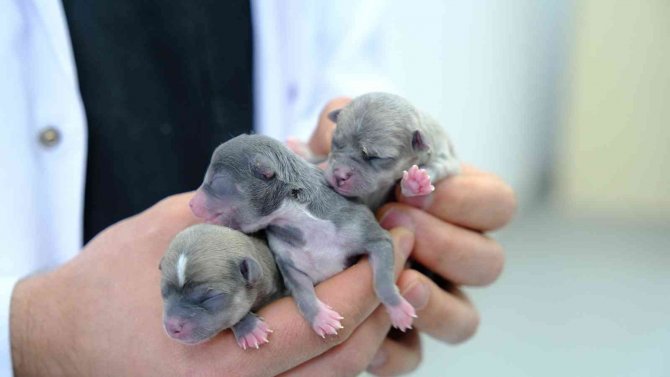 Üniversite Hastanesinde Köpeğe Sezeryanla Doğum