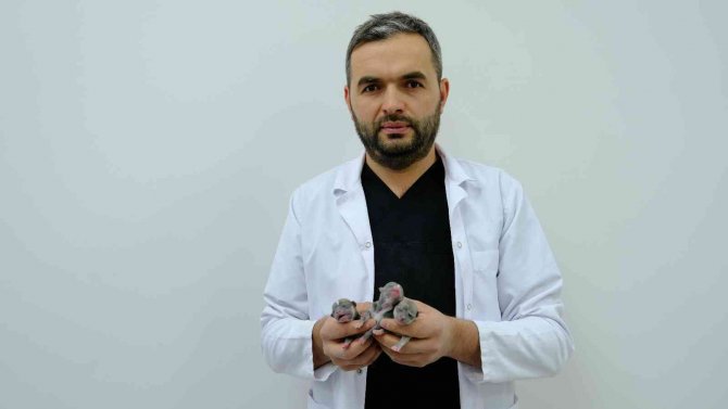 Üniversite Hastanesinde Köpeğe Sezeryanla Doğum