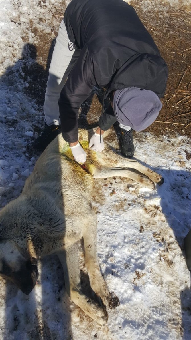 Kurdun Yaraladığı Köpek Tedavi Edildi