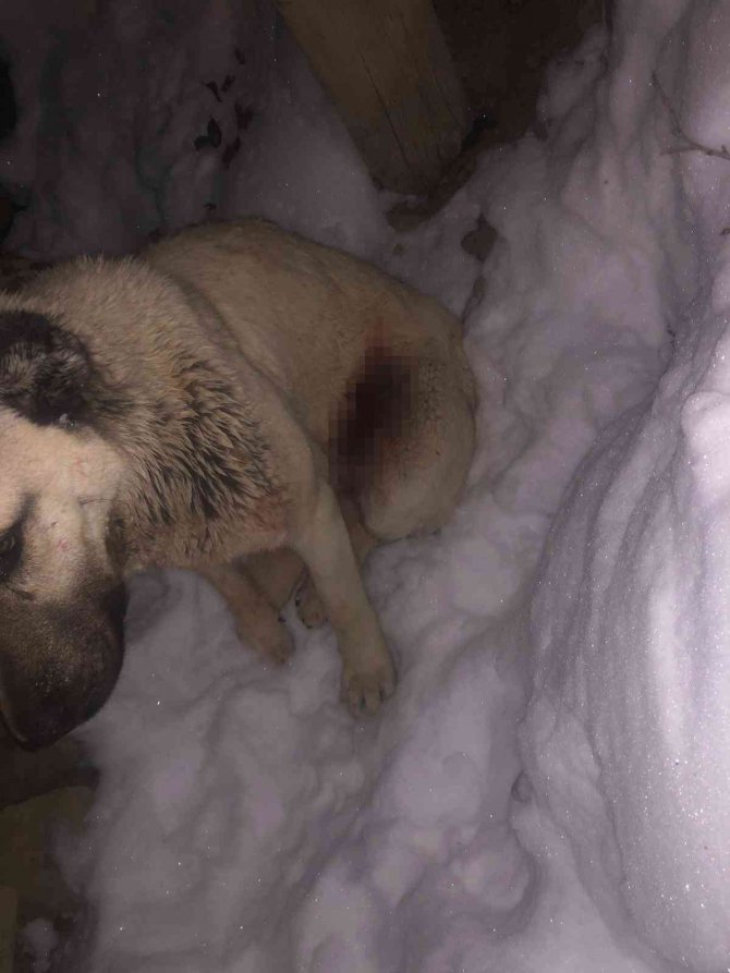 Kurdun Yaraladığı Köpek Tedavi Edildi