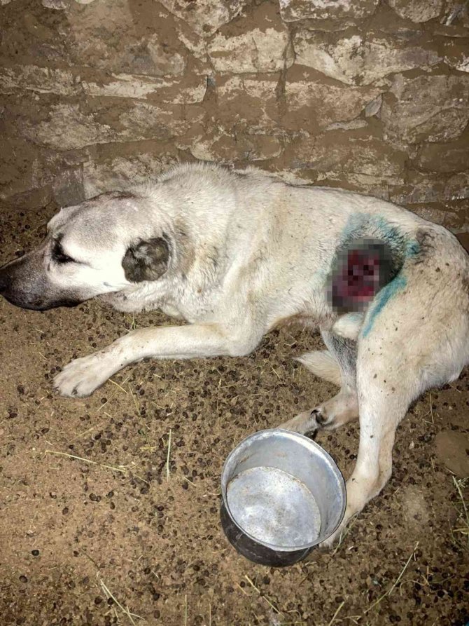 Kurdun Yaraladığı Köpek Tedavi Edildi