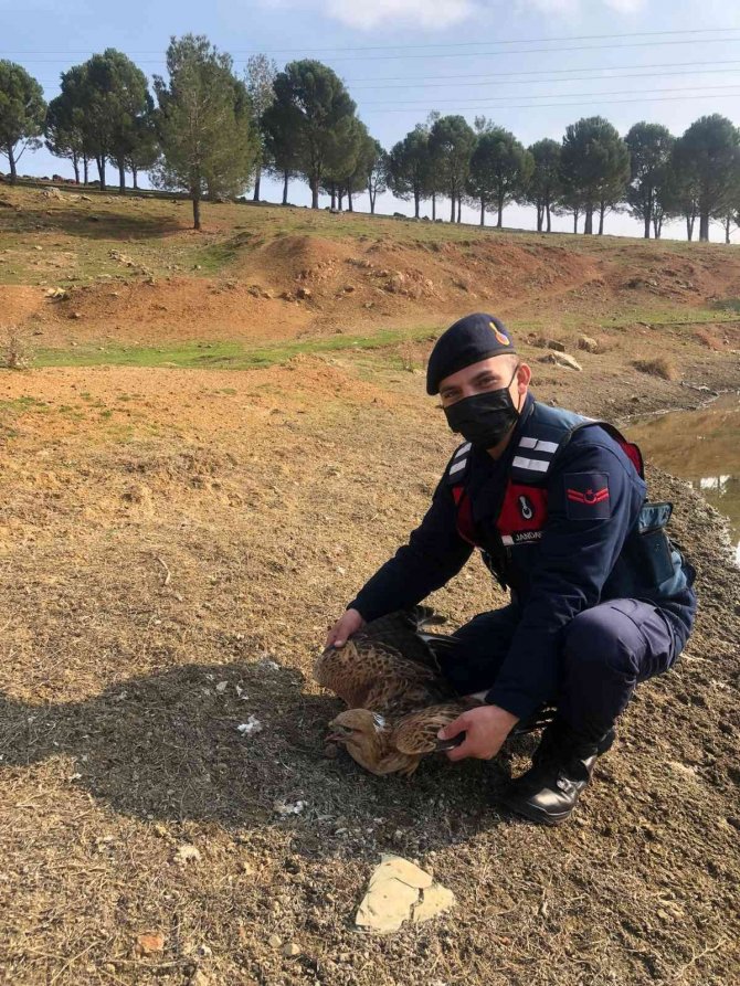 Yaralı Bulunan Şahin Tedavi Altına Alındı