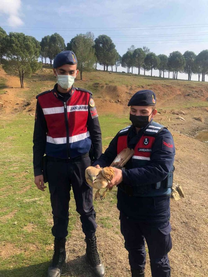 Yaralı Bulunan Şahin Tedavi Altına Alındı