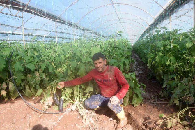 Kumlucalı Üreticiler Sel Sonrası Seralarda Dezenfekte Çalışmasına Başladı
