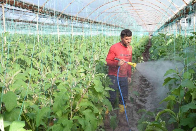 Kumlucalı Üreticiler Sel Sonrası Seralarda Dezenfekte Çalışmasına Başladı