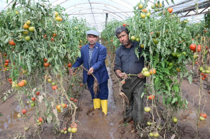 Kumlucalı Üreticiler Sel Sonrası Seralarda Dezenfekte Çalışmasına Başladı