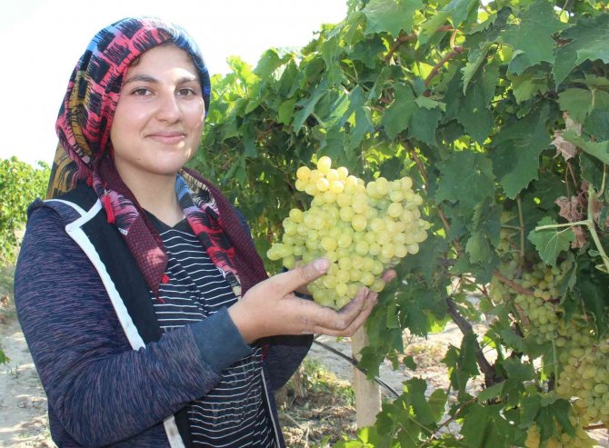 Üzüm İhracatı Yüzde 33 Arttı