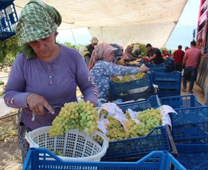 Üzüm İhracatı Yüzde 33 Arttı