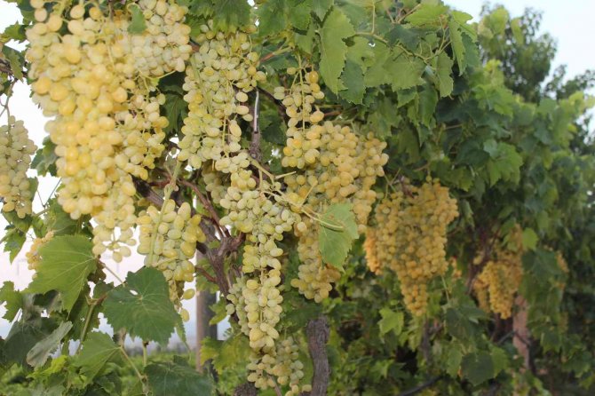 Üzüm İhracatı Yüzde 33 Arttı