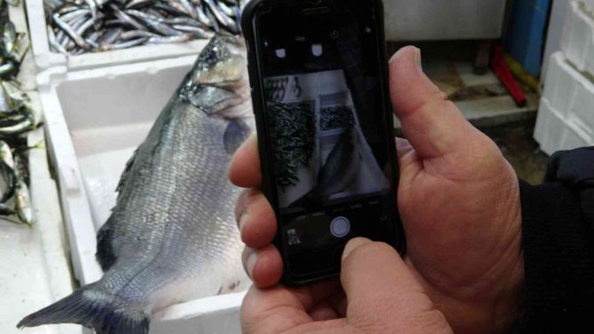 Karadeniz’de Yakalanan 8 Kiloluk Levrek 2 Bin Liradan Tezgahta