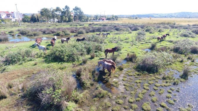 Drone Gören Atların Şaşkınlığı