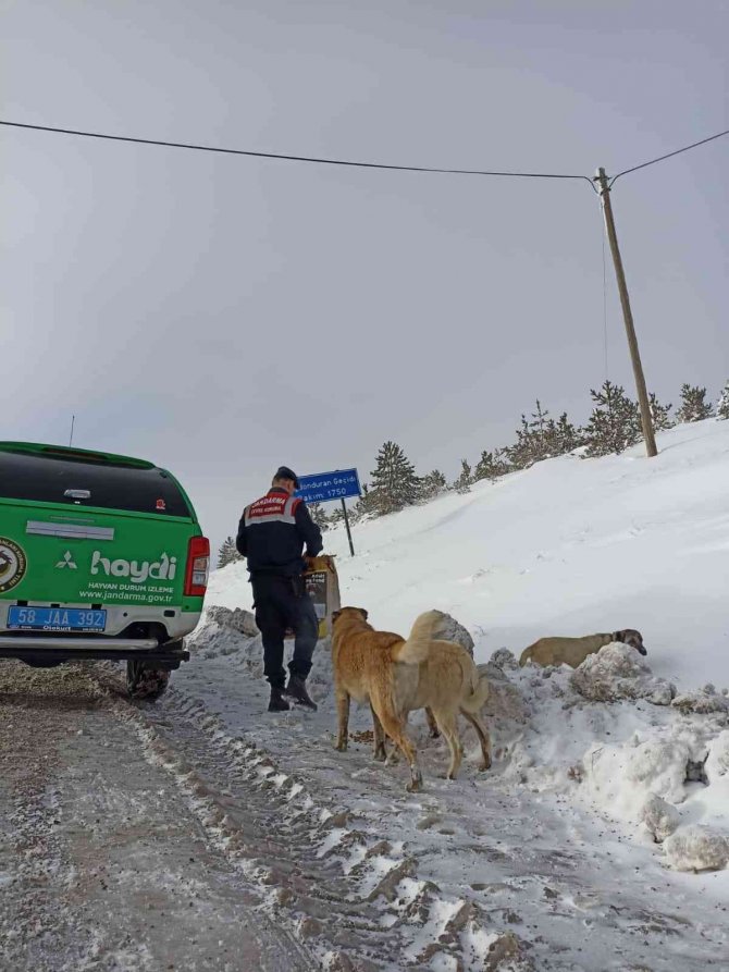 Jandarmada Ekipleri Hayvanları Unutmadı