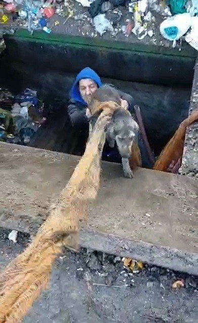 Çöp Ayrıştırma Makinesine Düşen Köpek Kurtarıldı