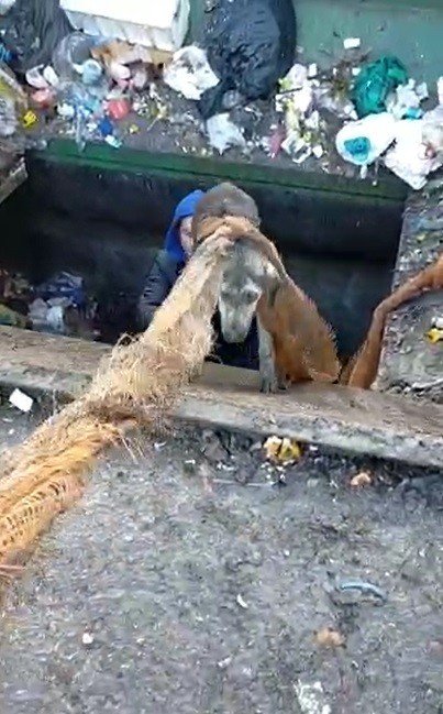 Çöp Ayrıştırma Makinesine Düşen Köpek Kurtarıldı