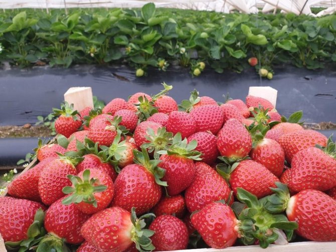 Zeytin Posası Suyu Gübre Hammaddesi Olarak Değerlendirilecek