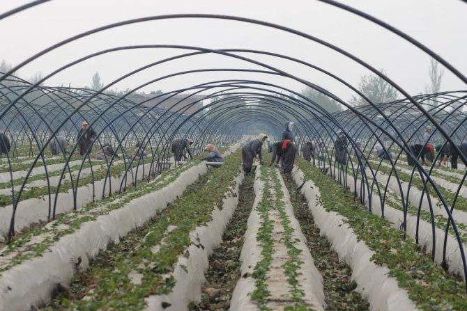 Zeytin Posası Suyu Gübre Hammaddesi Olarak Değerlendirilecek