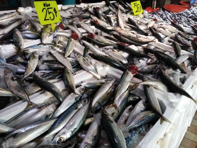 Bandırma Balık Halinde İstavrit Ve Kolyoz Bolluğu