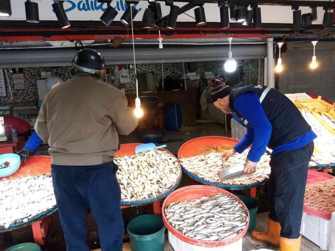 Bandırma Balık Halinde İstavrit Ve Kolyoz Bolluğu