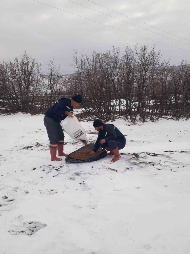Bingöl Belediyesi Sokak Hayvanlarını Unutmadı